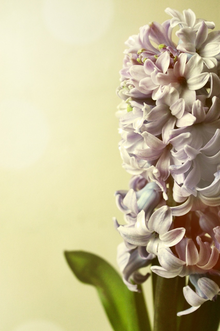 hyacinth still life peaceful free photo