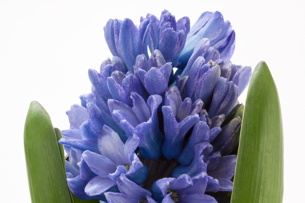 hyacinth hyacinthus orientalis asparagaceae free photo