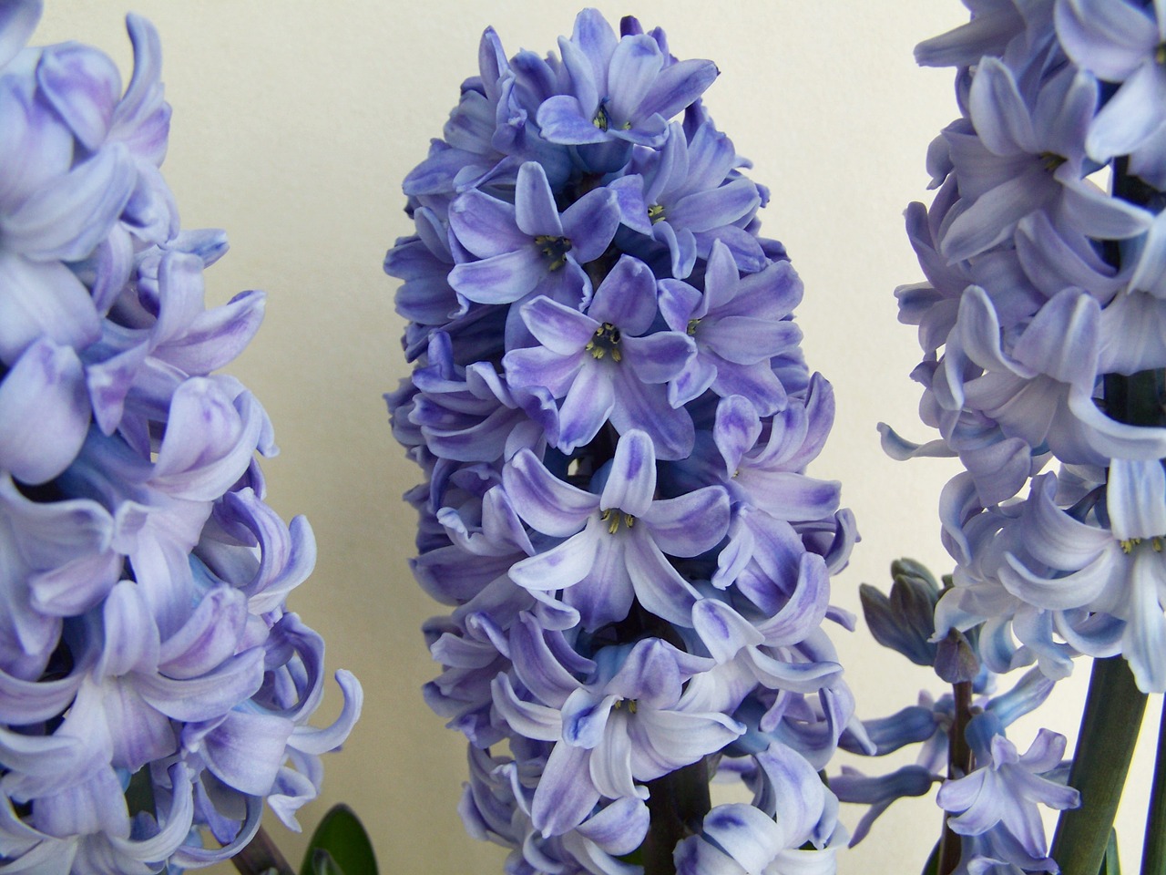 hyacinth light blue flower spring flower free photo