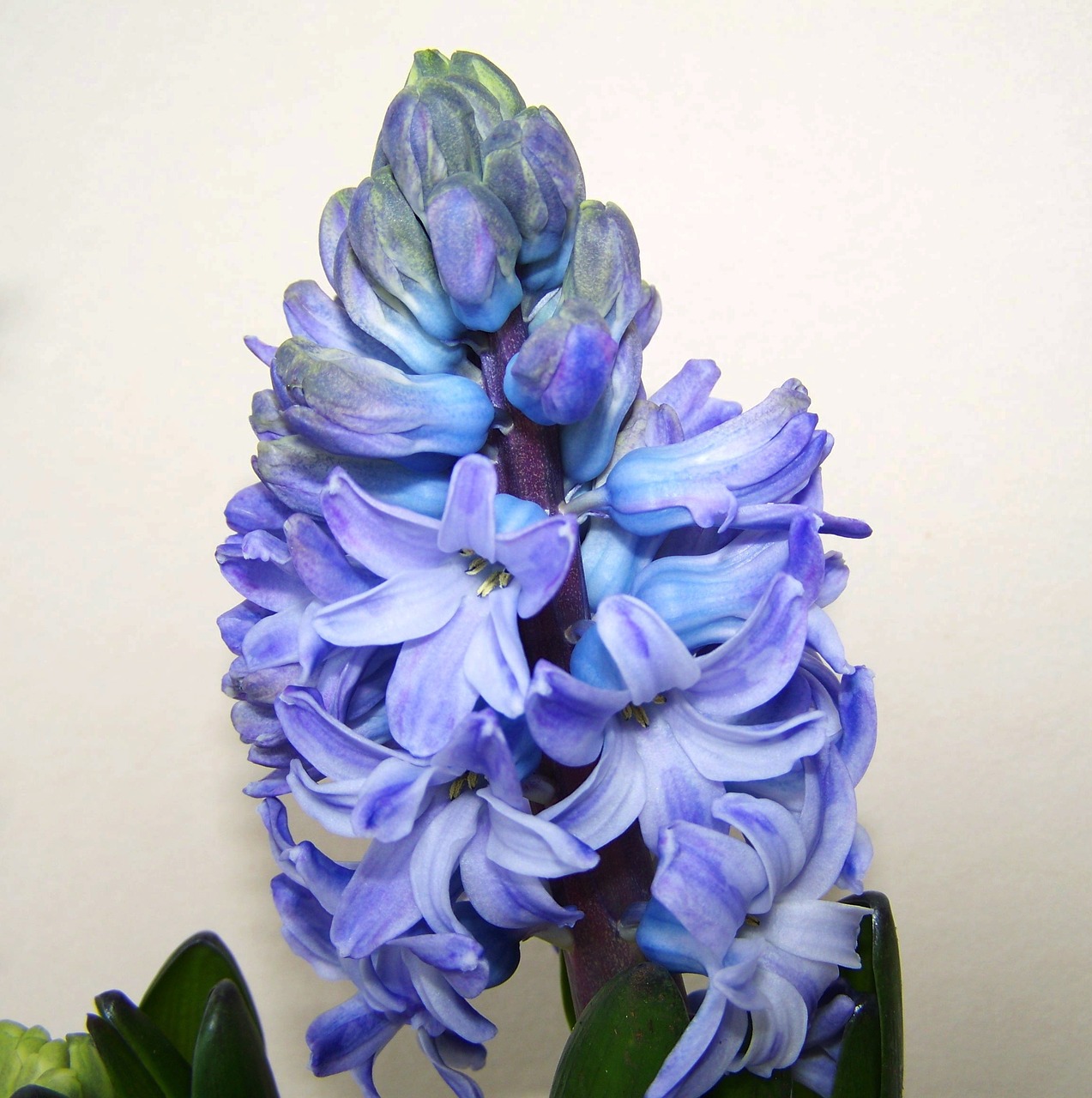 hyacinth blue flower spring flower free photo