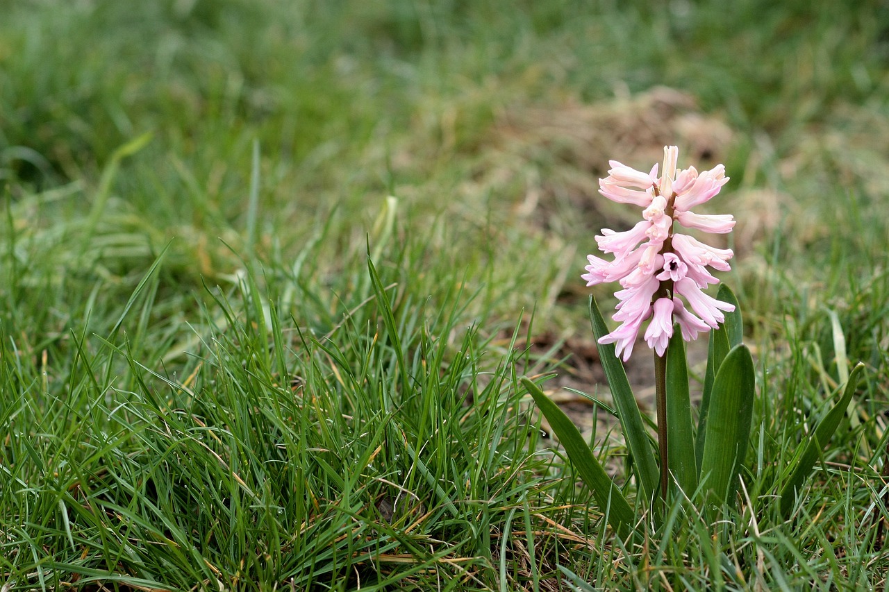 hyacinth flower pink free photo