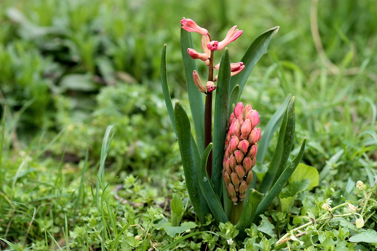 hyacinth flower red free photo