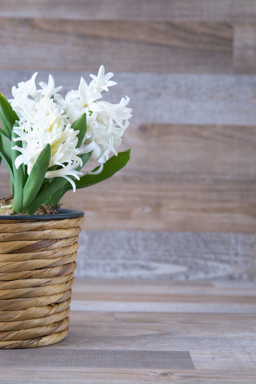 hyacinth flower flowers free photo