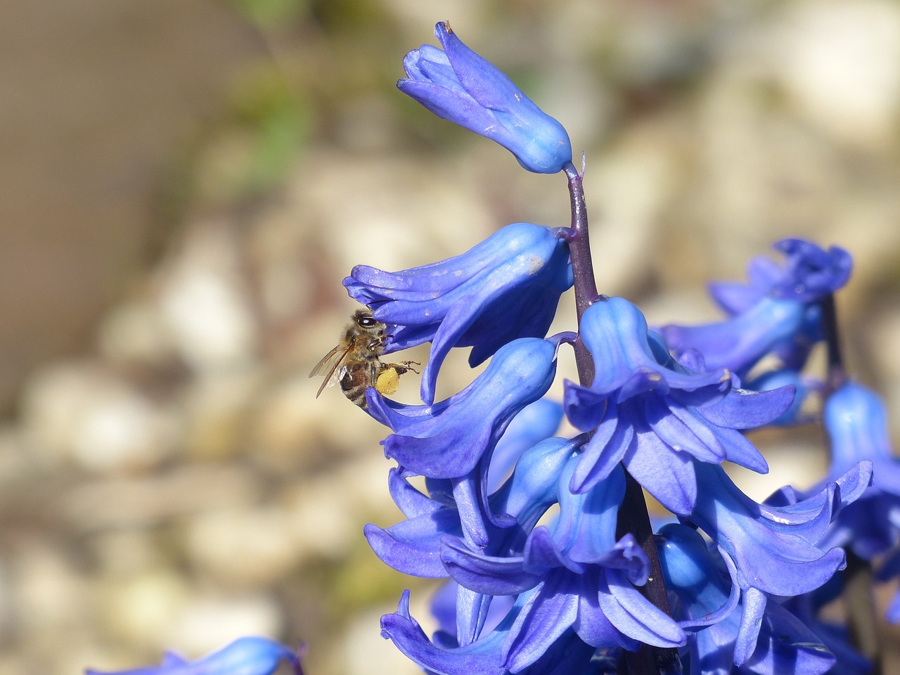 hyacinth bee nectar free photo