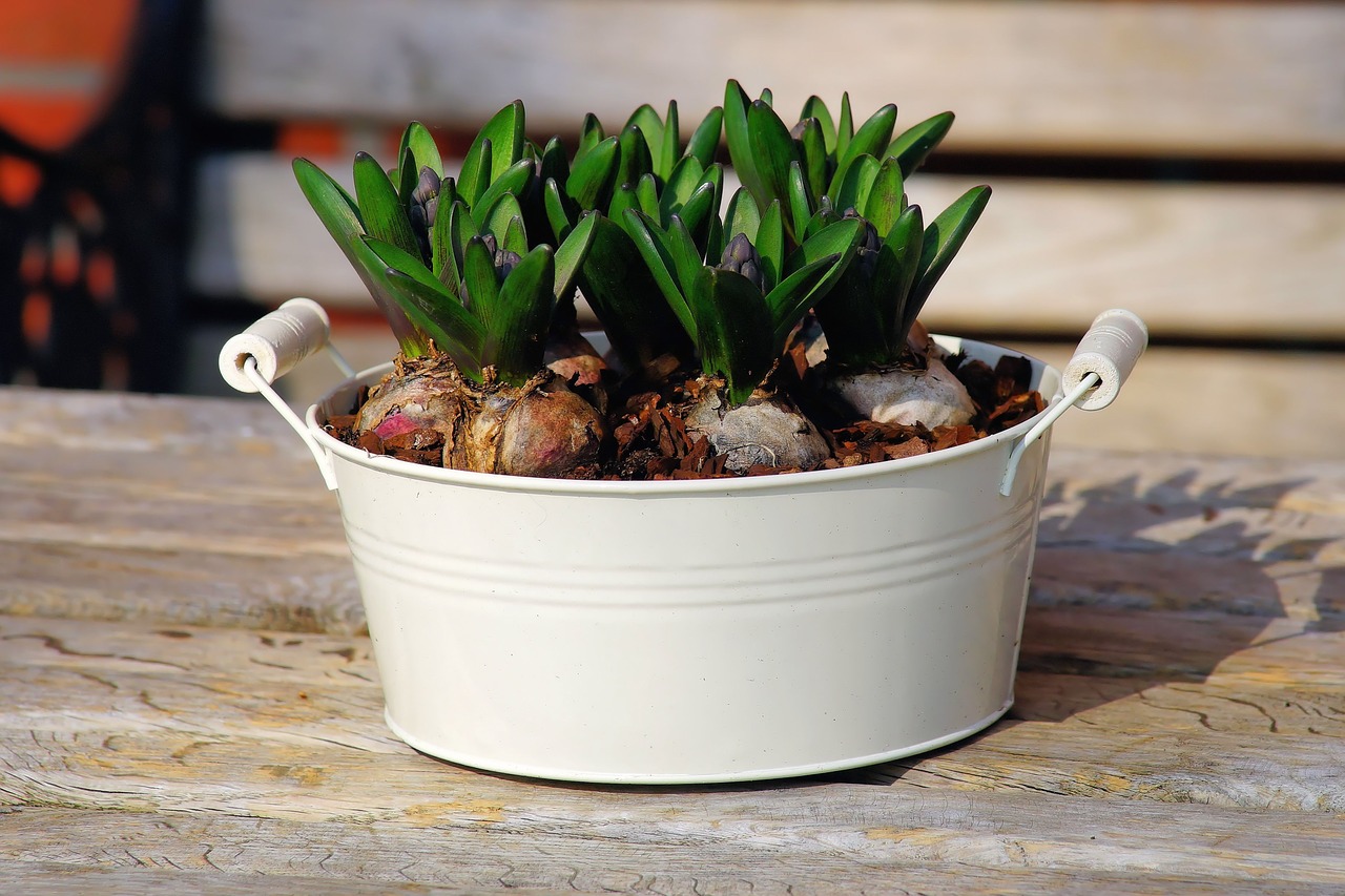 hyacinth container onions free photo