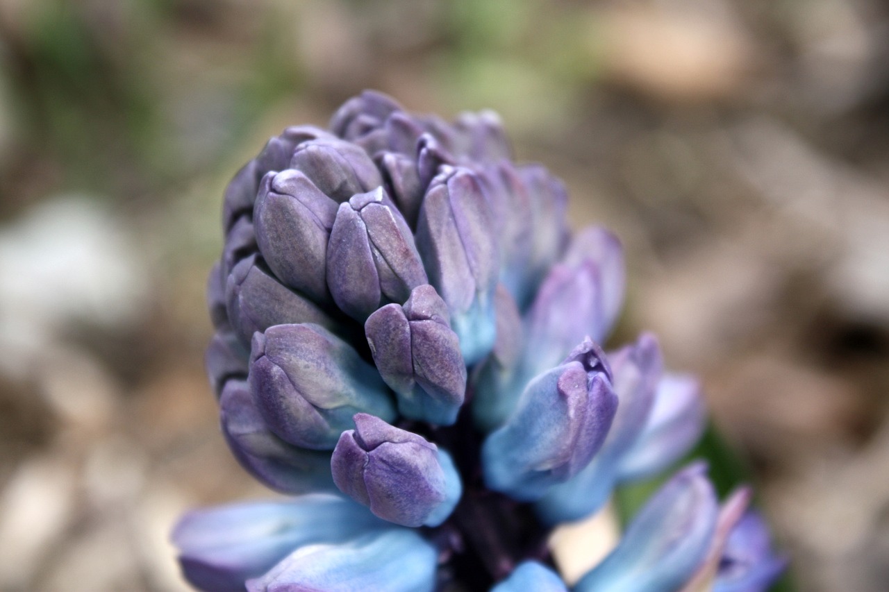 hyacinth flower spring free photo