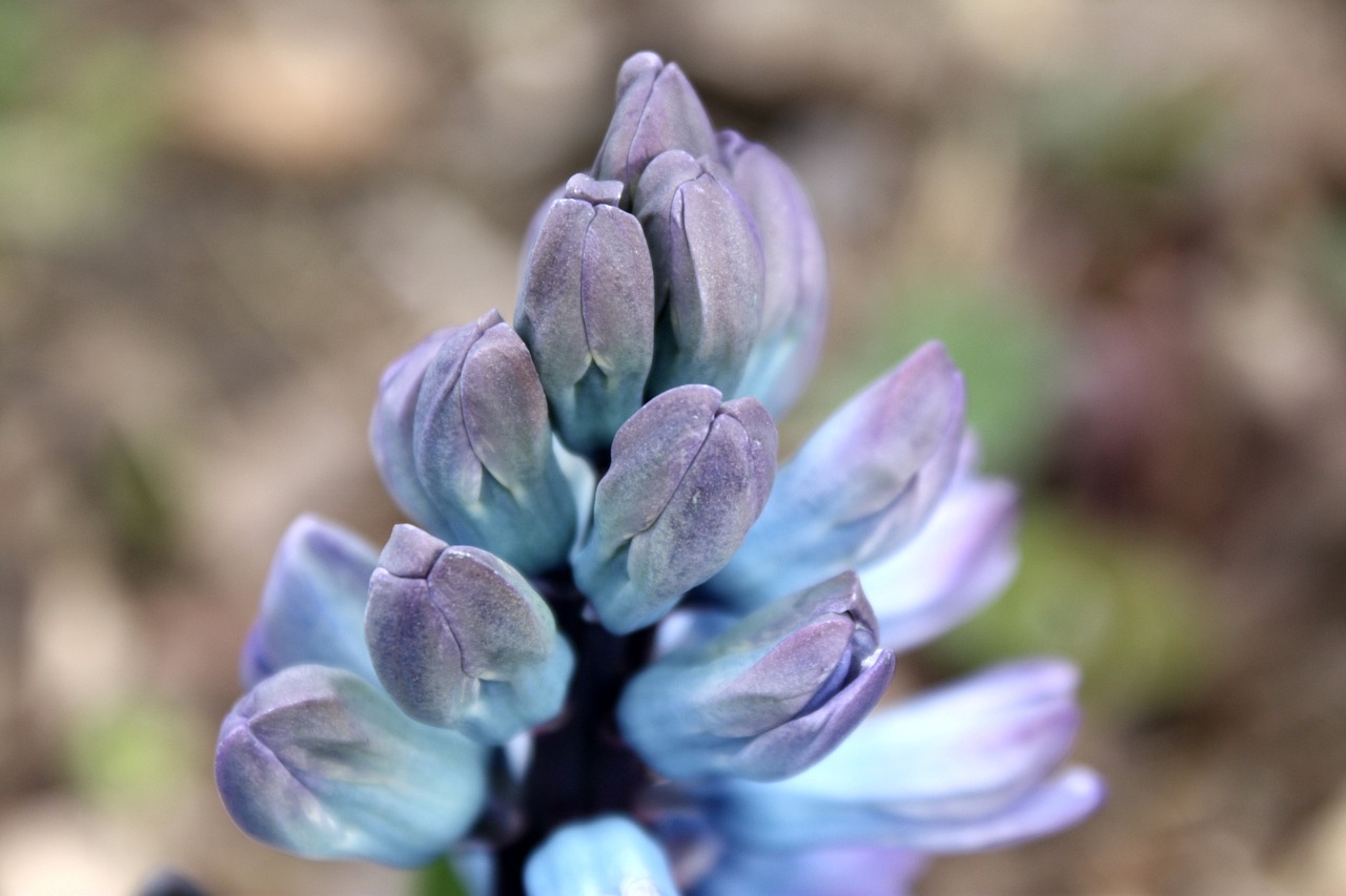 hyacinth spring violet free photo