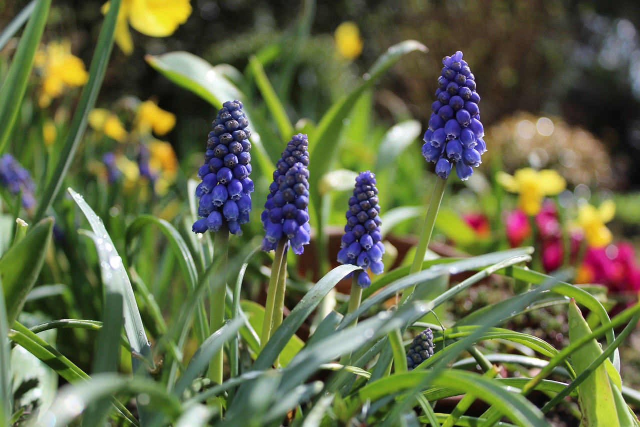hyacinth garden garden flowers free photo