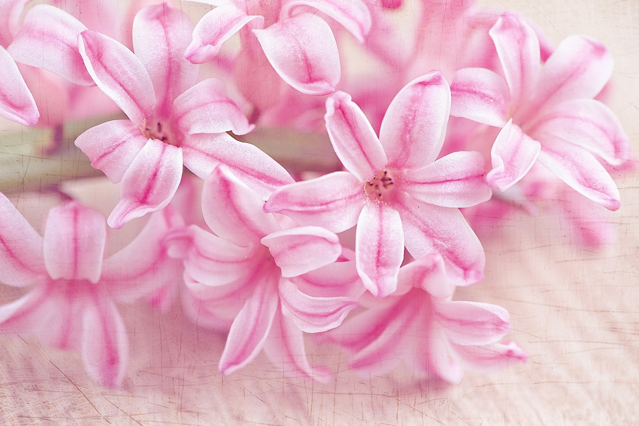 hyacinth flower flowers free photo