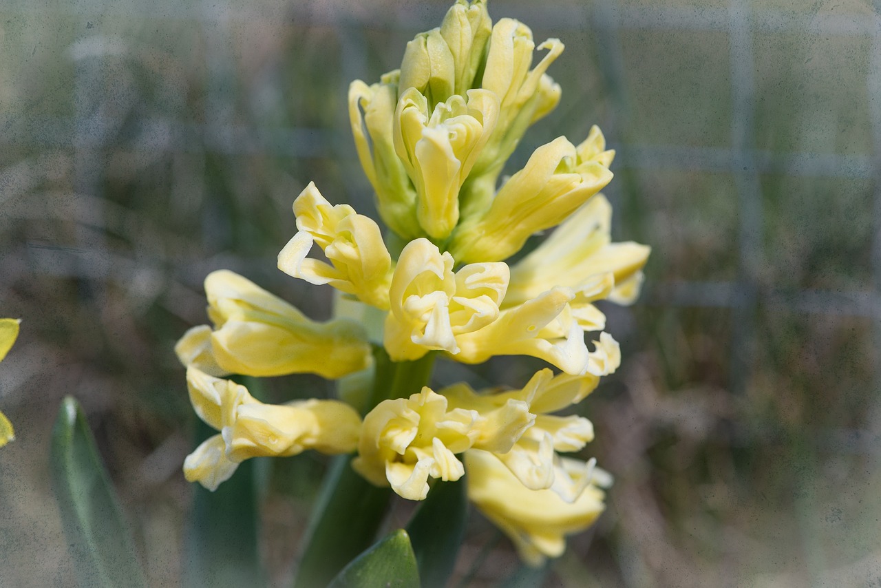 hyacinth flower flowers free photo