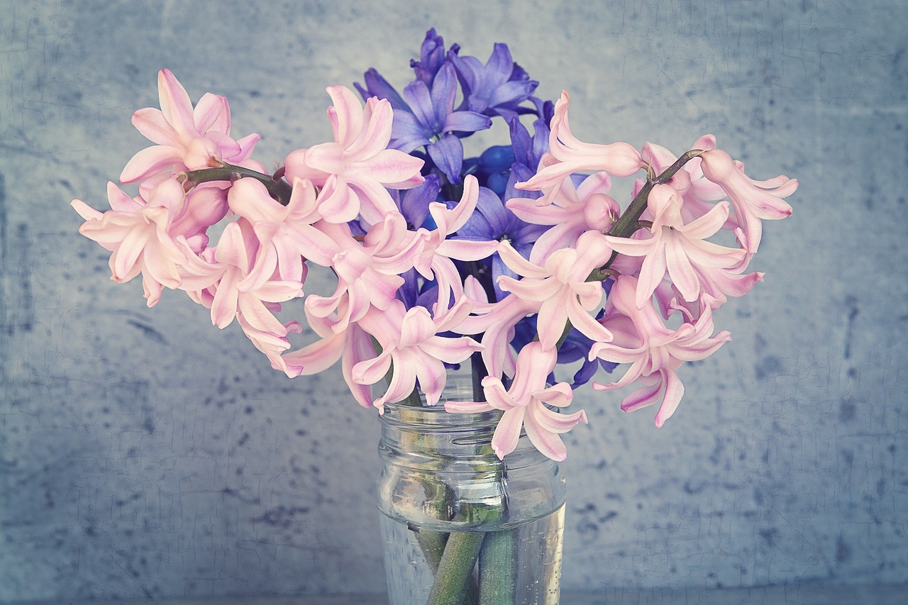 hyacinth flowers pink free photo