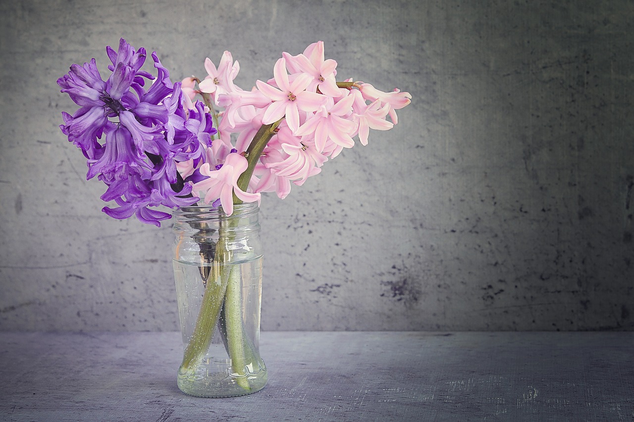 hyacinth flowers vase free photo