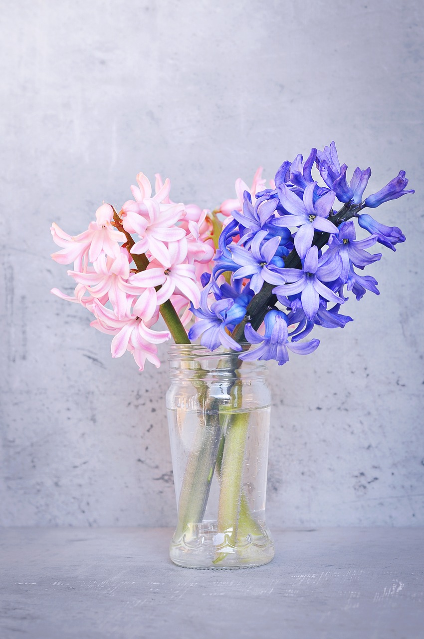 hyacinth pink blue free photo