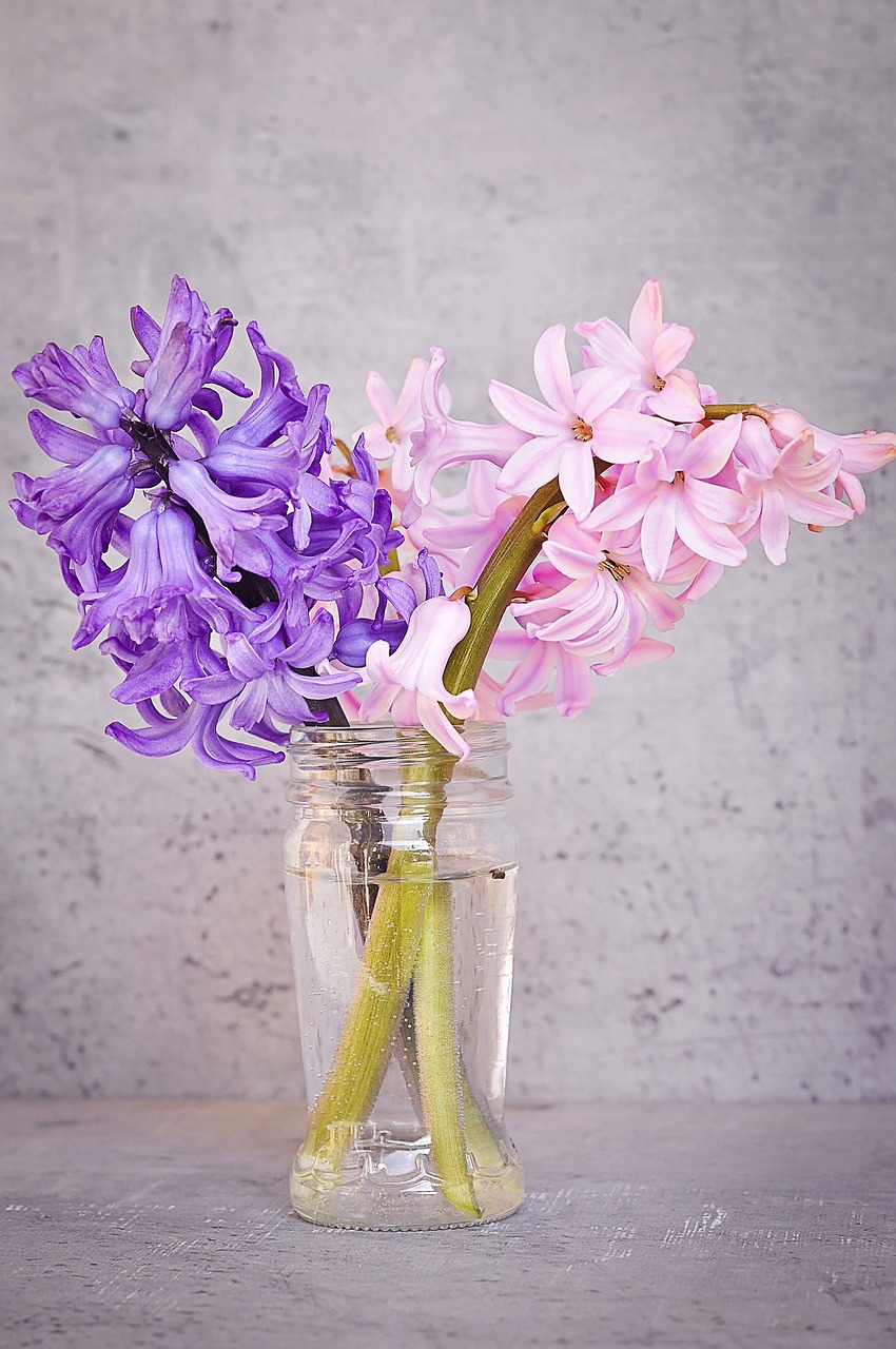 hyacinth pink blue free photo