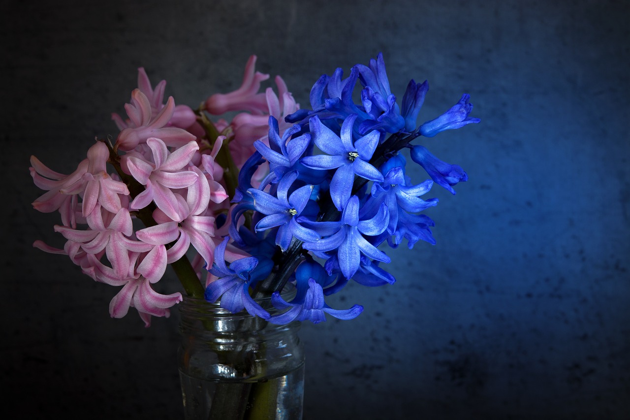 hyacinth flowers blue free photo