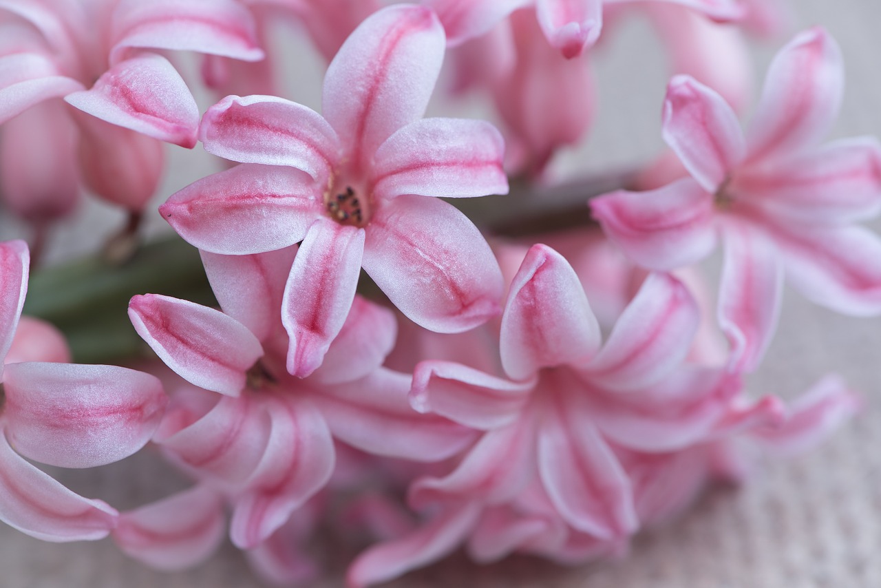 hyacinth flower pink free photo