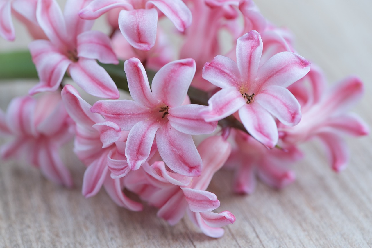 hyacinth flower pink free photo