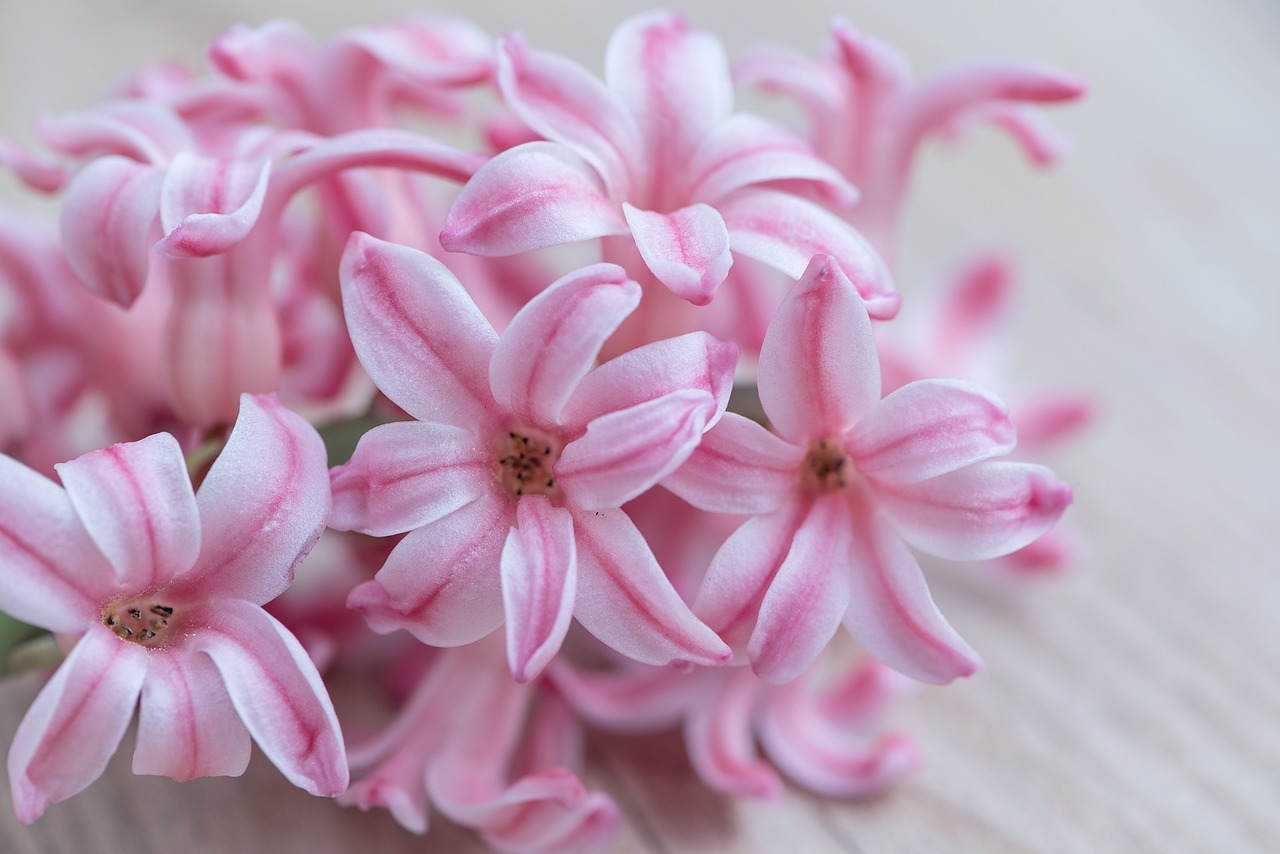 hyacinth flower pink free photo