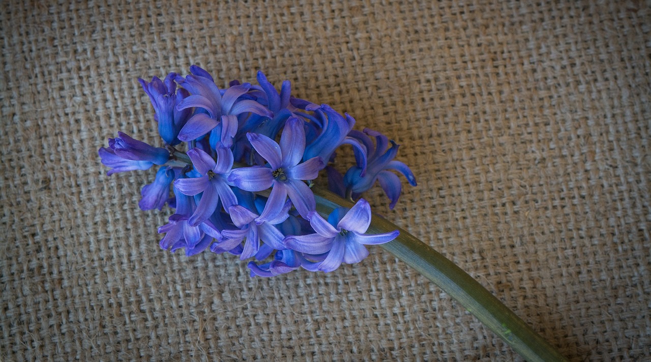 hyacinth flower blue free photo