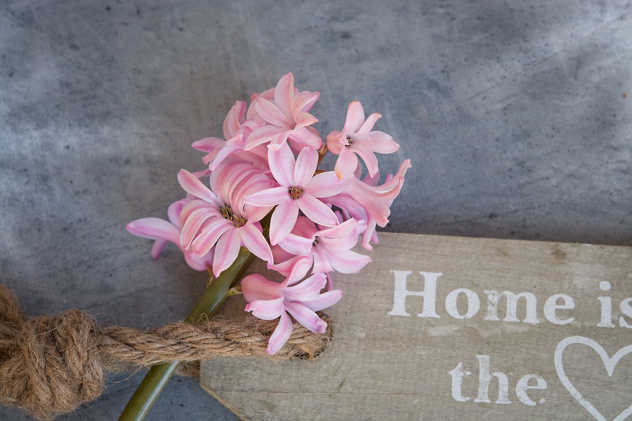 hyacinth flower pink free photo