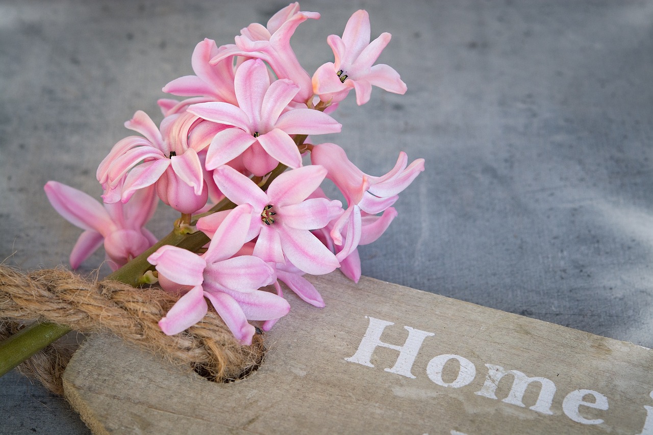 hyacinth flower pink free photo