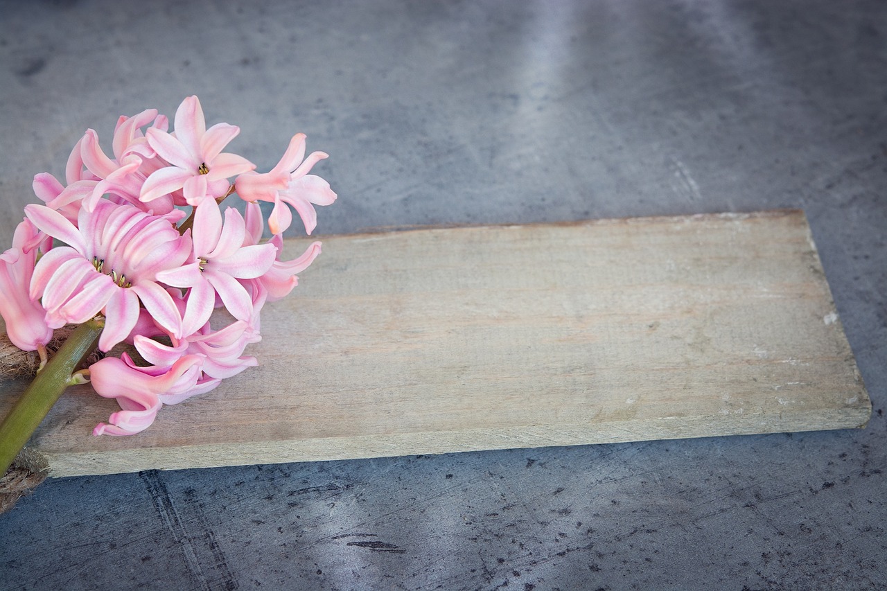 hyacinth flower pink free photo