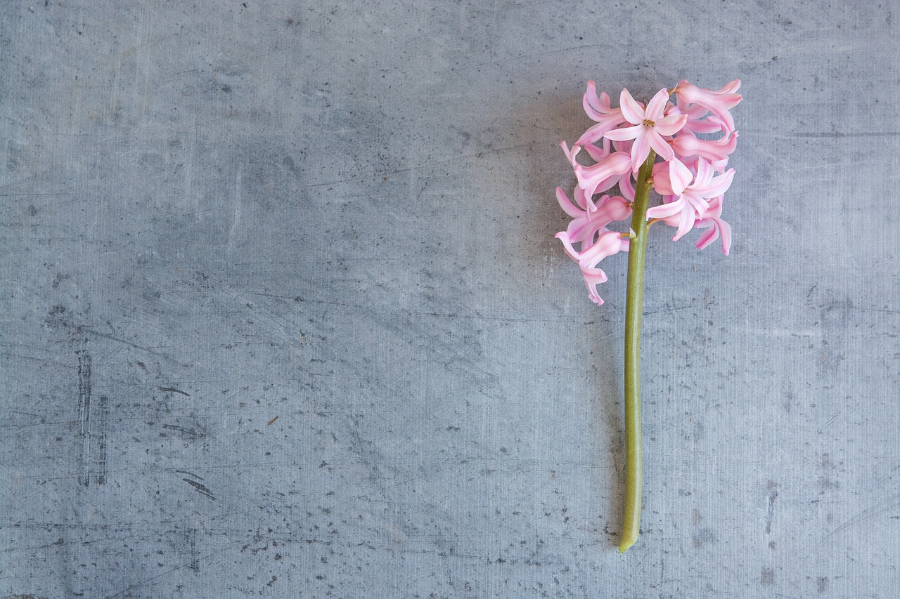 hyacinth flower pink free photo