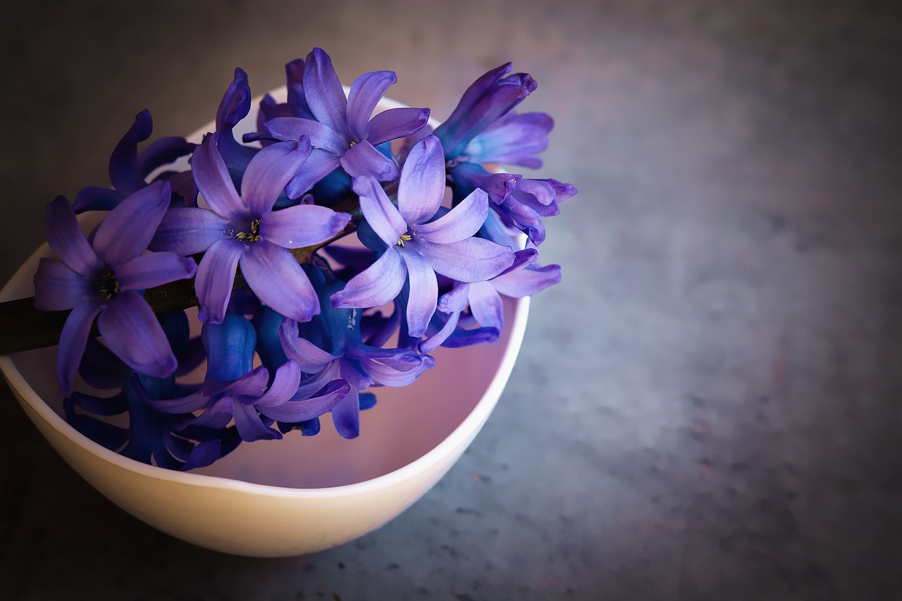 hyacinth flower violet free photo