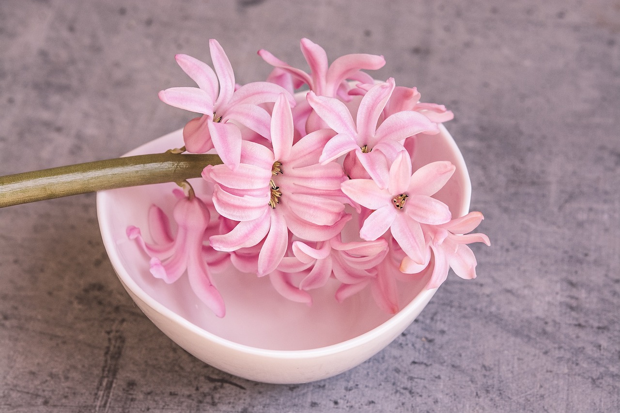 hyacinth pink pink hyacinth free photo