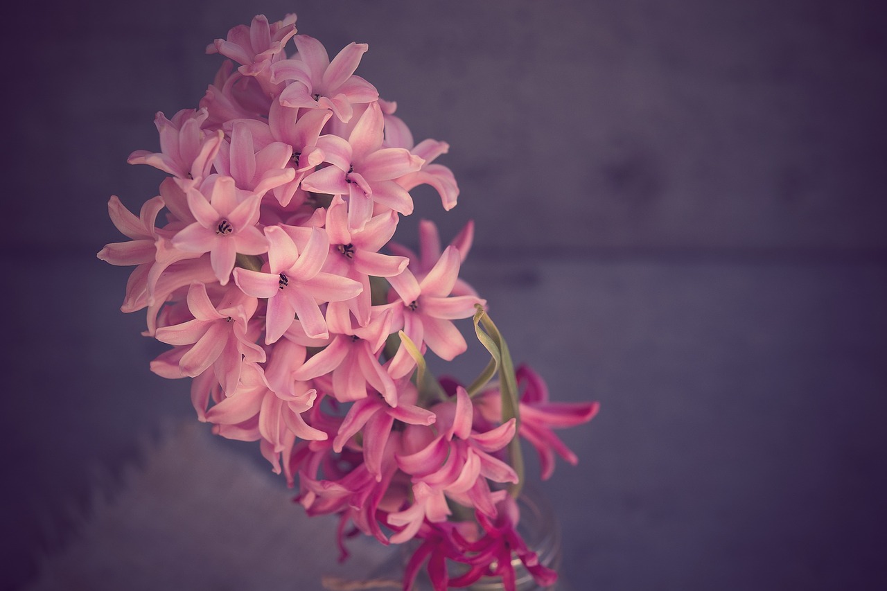 hyacinth flower pink free photo