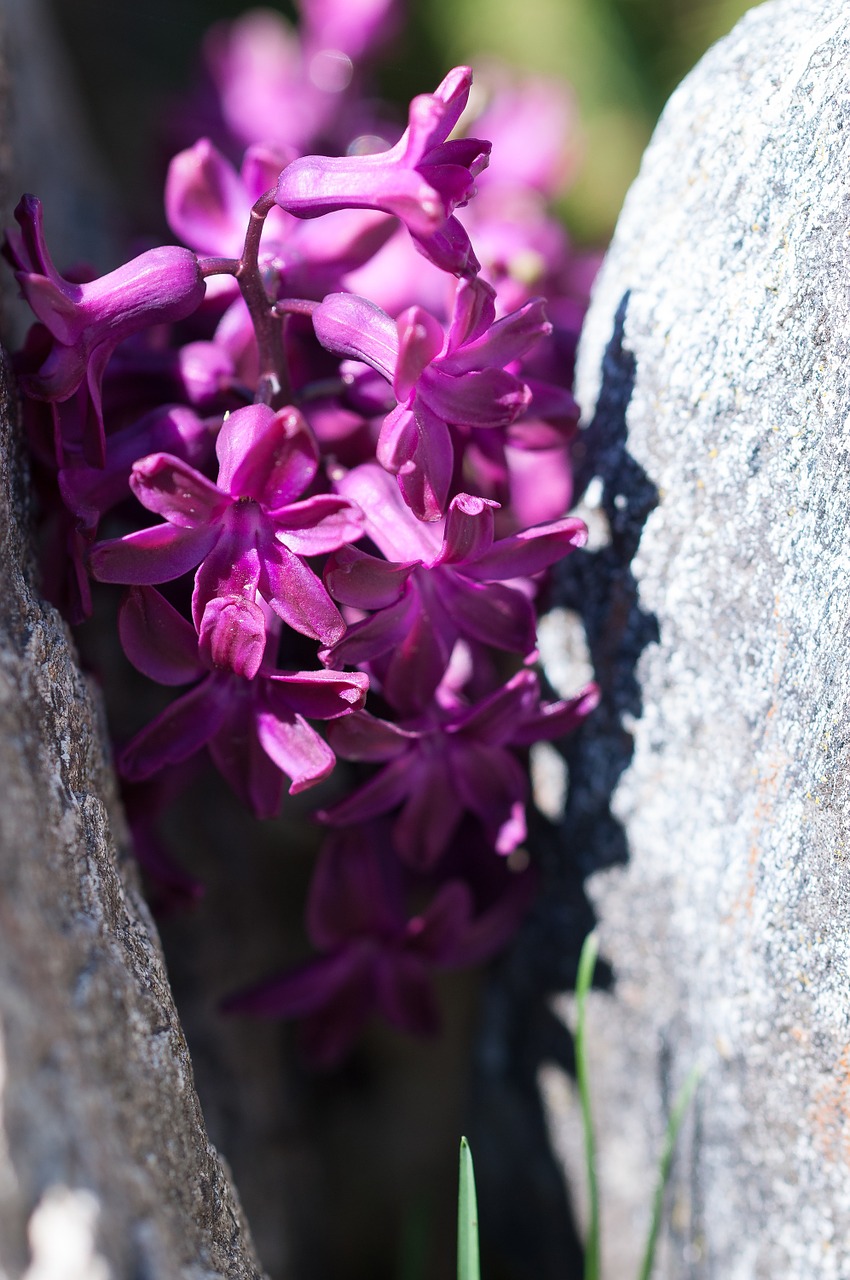hyacinth flower blossom free photo