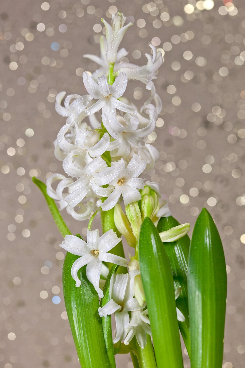 hyacinth flower flowers free photo