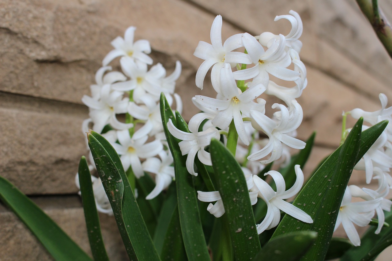 hyacinth flowers white free photo