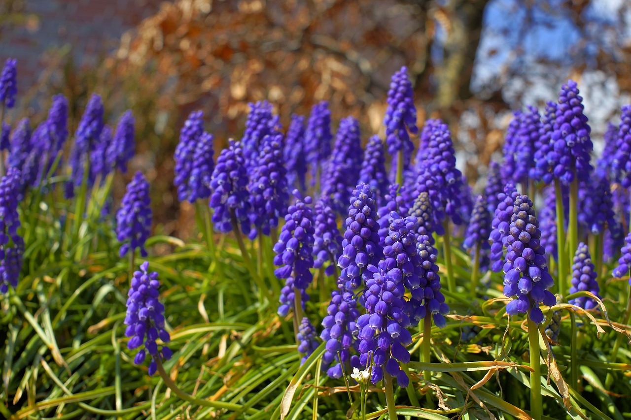 hyacinth flowers blue free photo