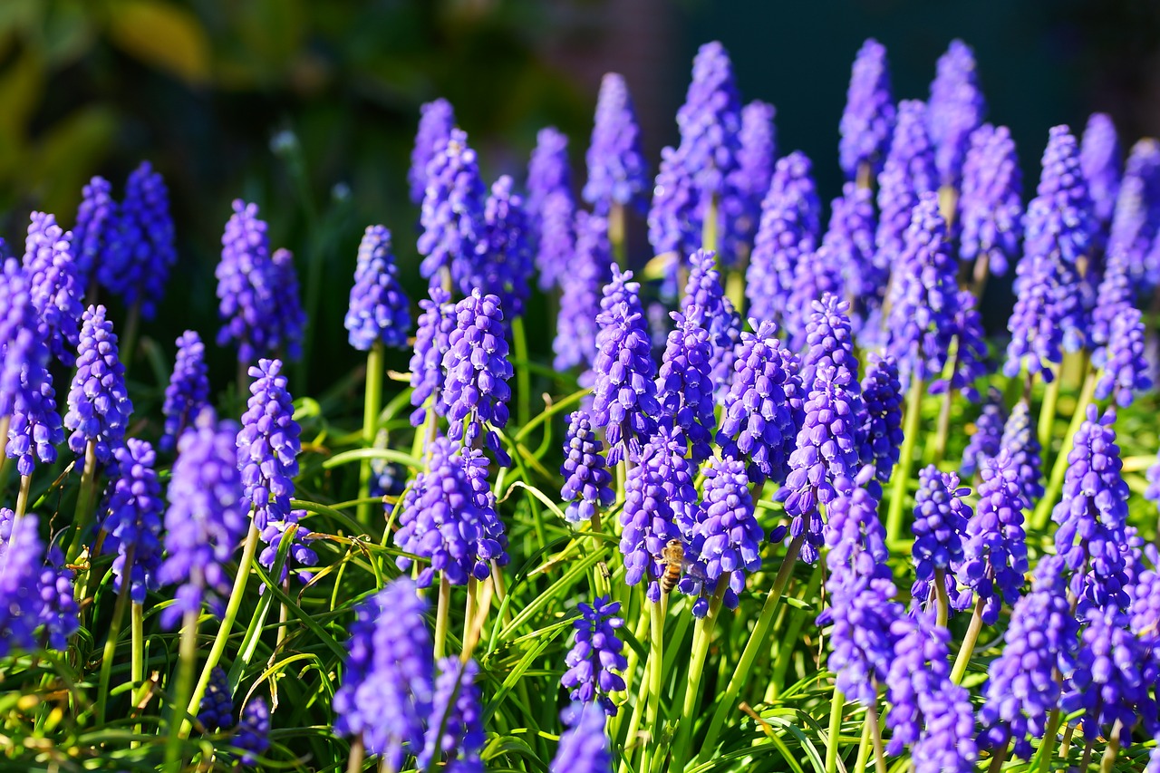 hyacinth flowers blue free photo