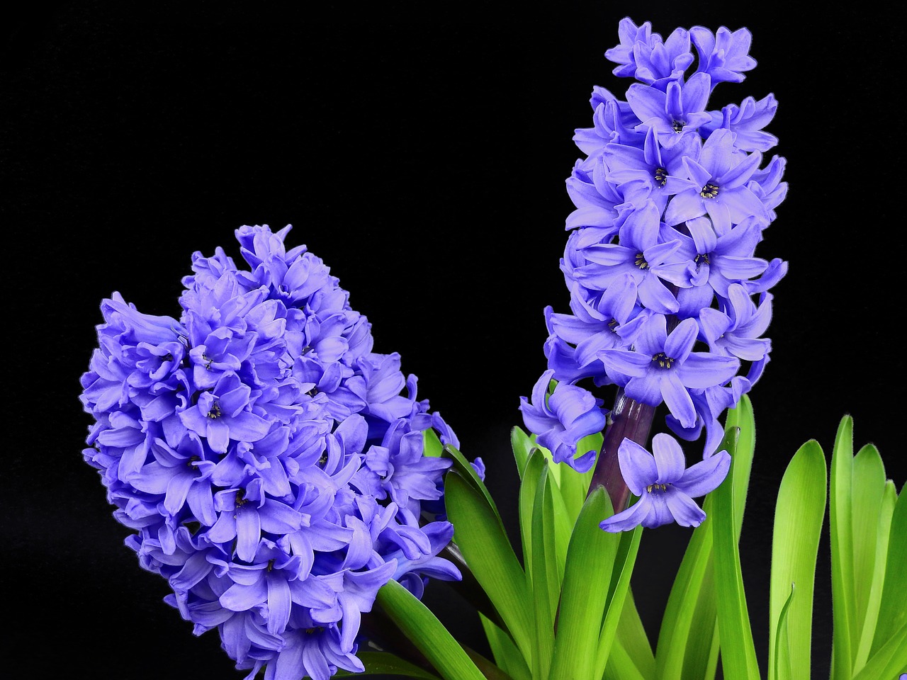 hyacinth flower blossom free photo