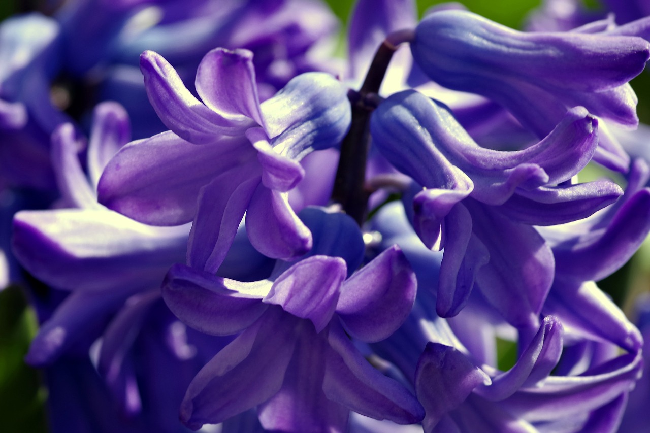 hyacinth flower spring free photo