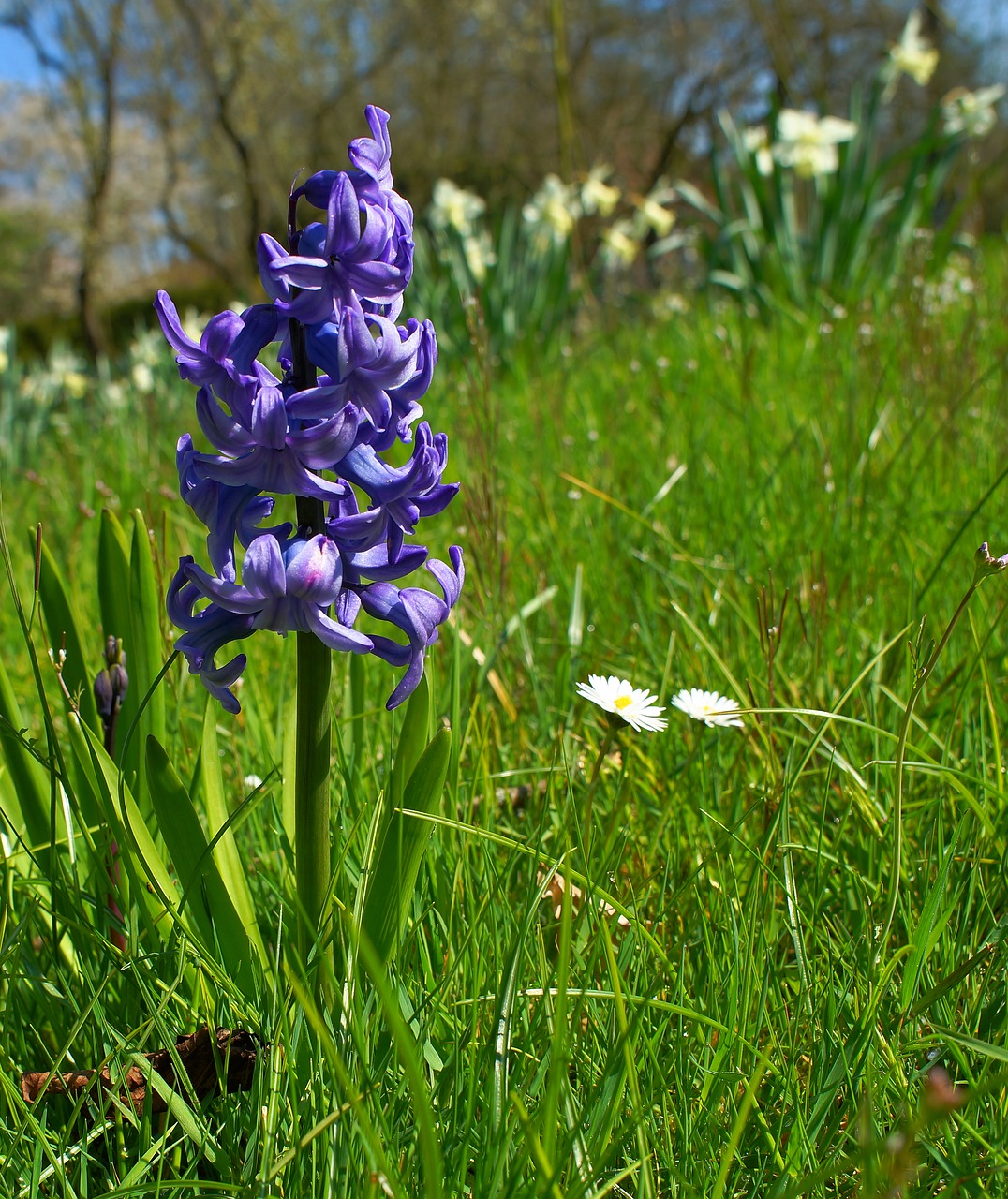 hyacinth flower blossom free photo