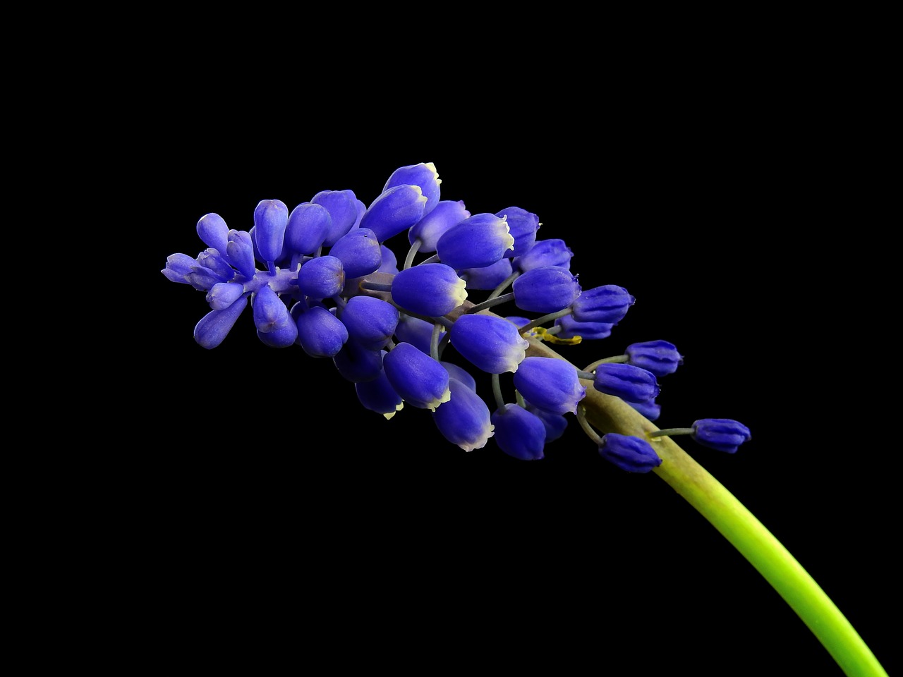 hyacinth flower plant free photo