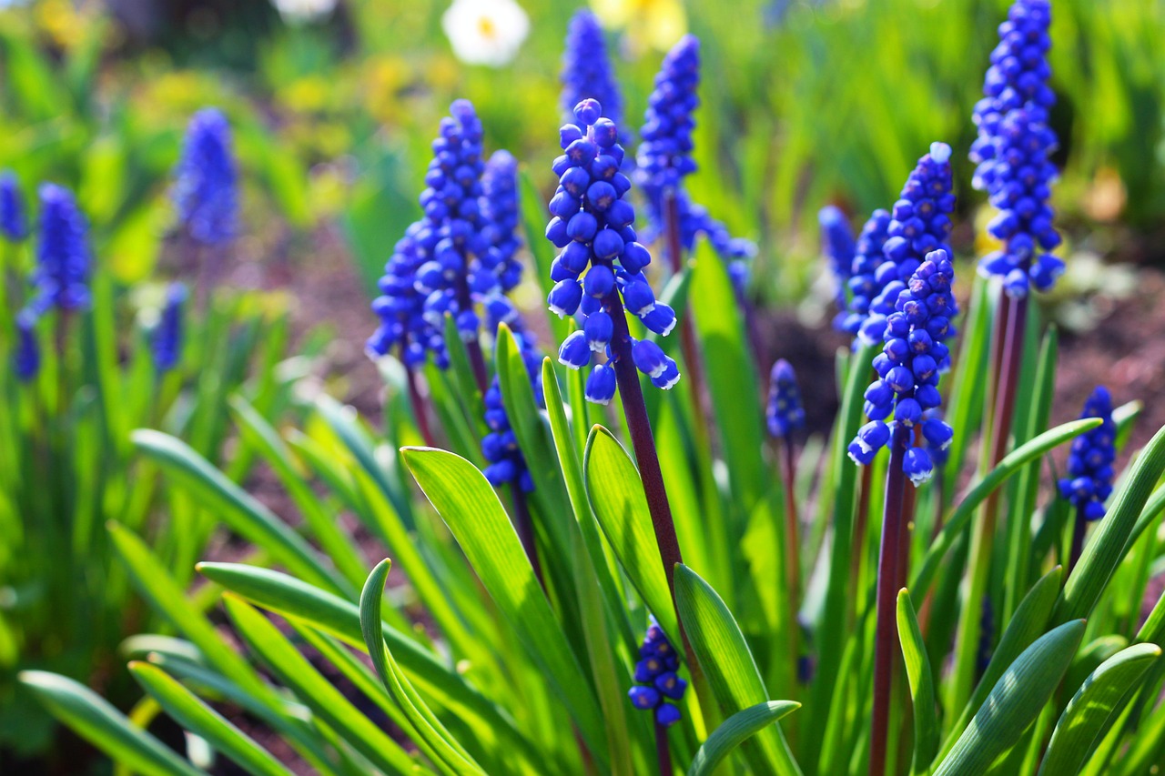 hyacinth spring flowers free photo