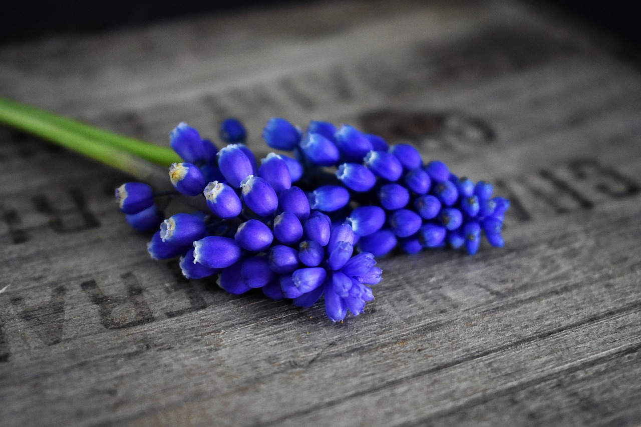 hyacinth wooden crate blue free photo