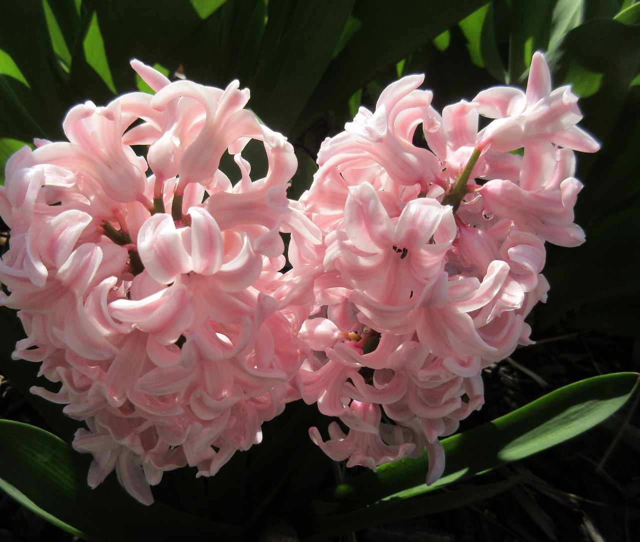 hyacinth flower spring free photo