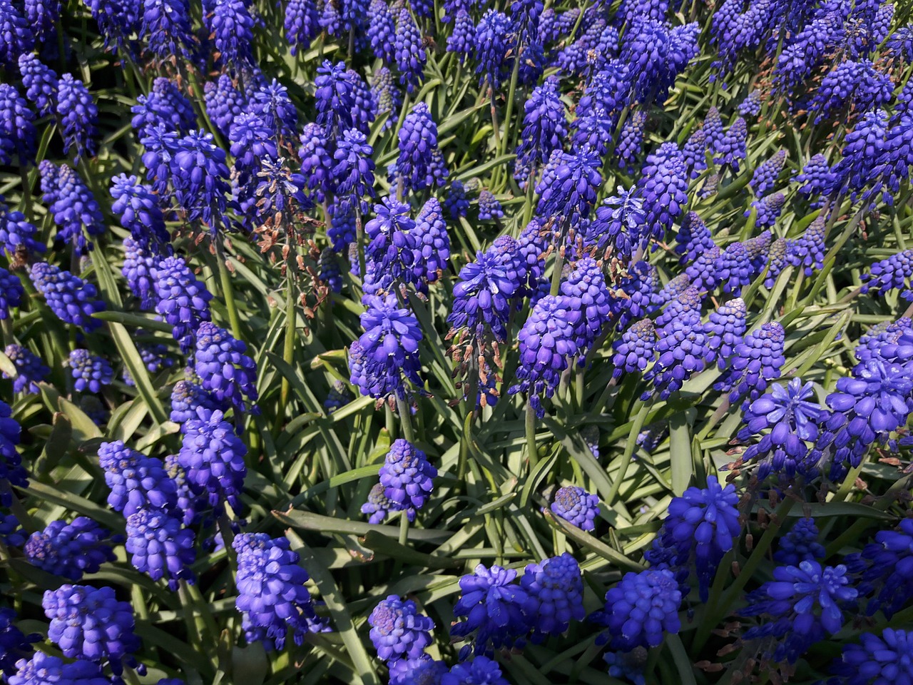 hyacinth purple garden free photo