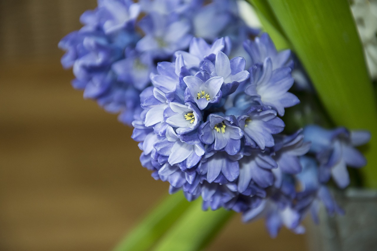 hyacinth spring flower free photo