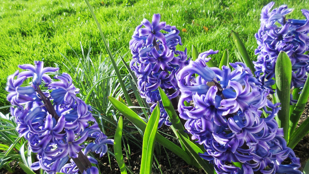 hyacinth flower spring free photo