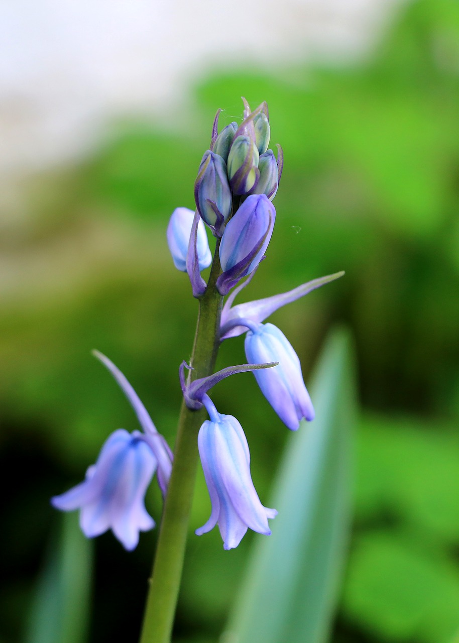 hyacinth flower nature free photo