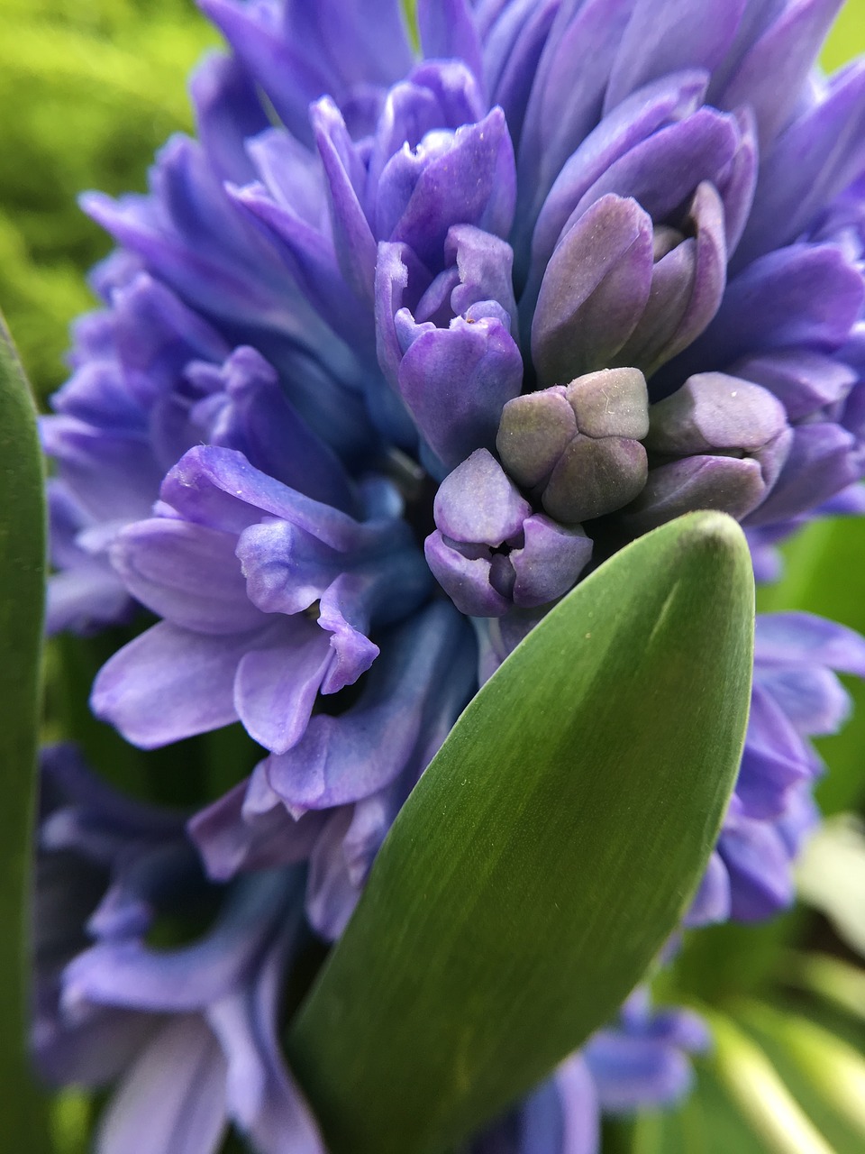 hyacinth purple flower
