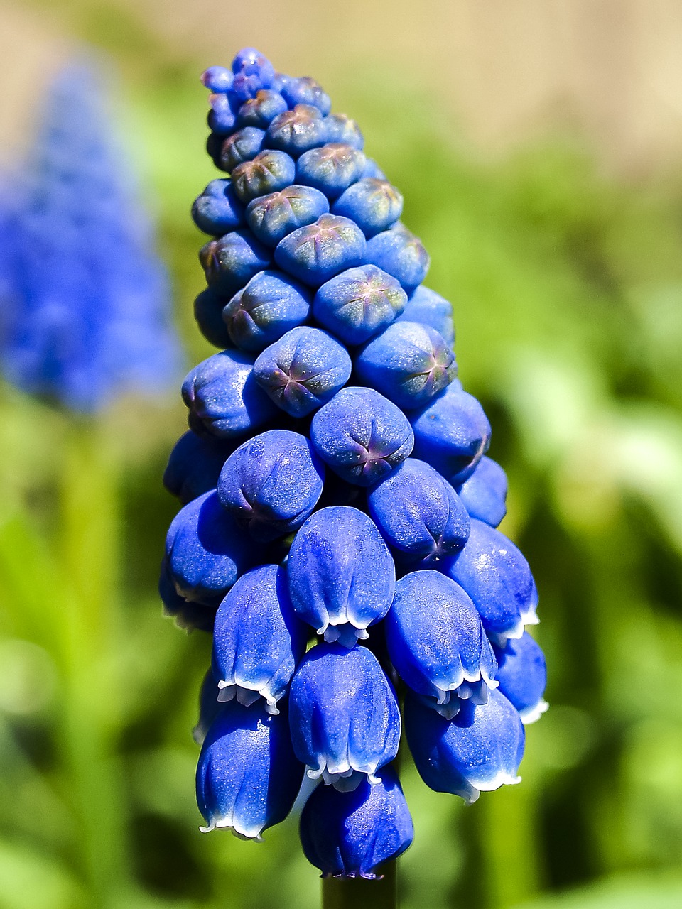 hyacinth flower plant free photo