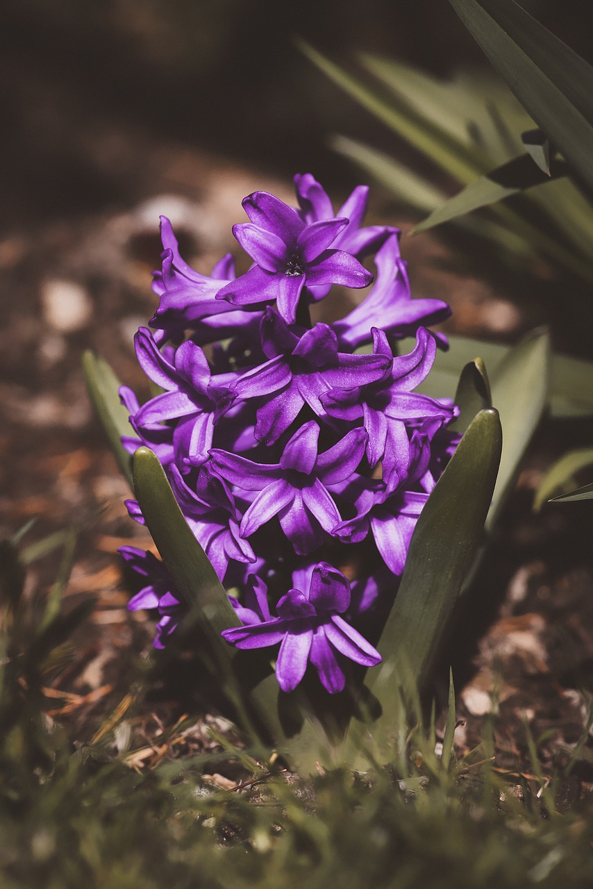 hyacinth violet purple free photo