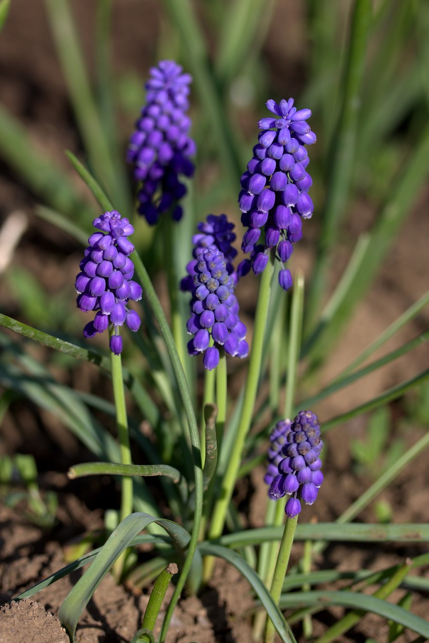 hyacinth mov spring free photo